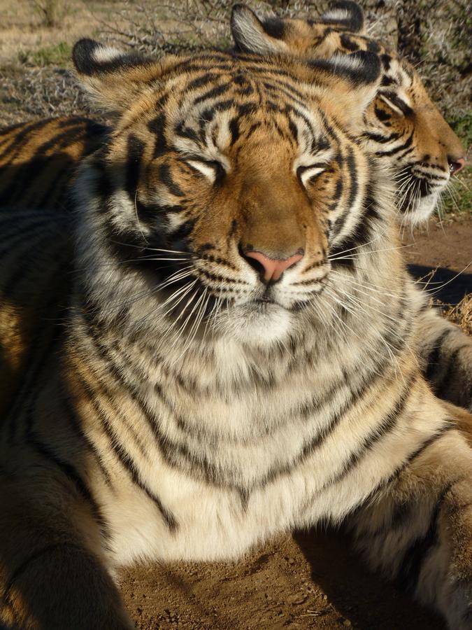 קרונסטד Boskoppie Lion & Tiger Reserve מראה חיצוני תמונה