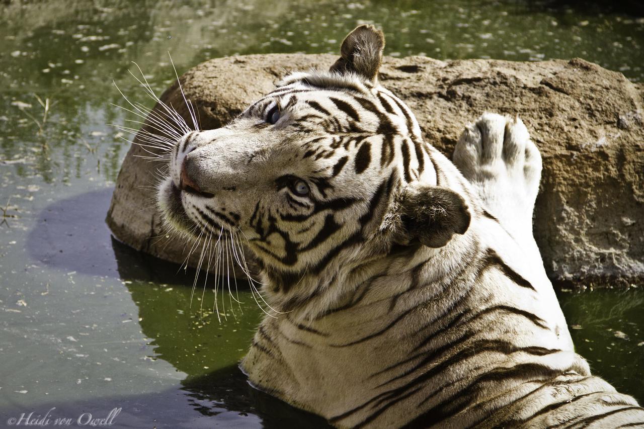 קרונסטד Boskoppie Lion & Tiger Reserve מראה חיצוני תמונה