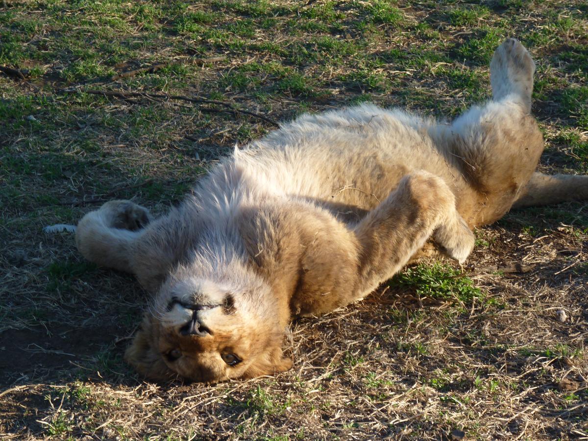 קרונסטד Boskoppie Lion & Tiger Reserve מראה חיצוני תמונה