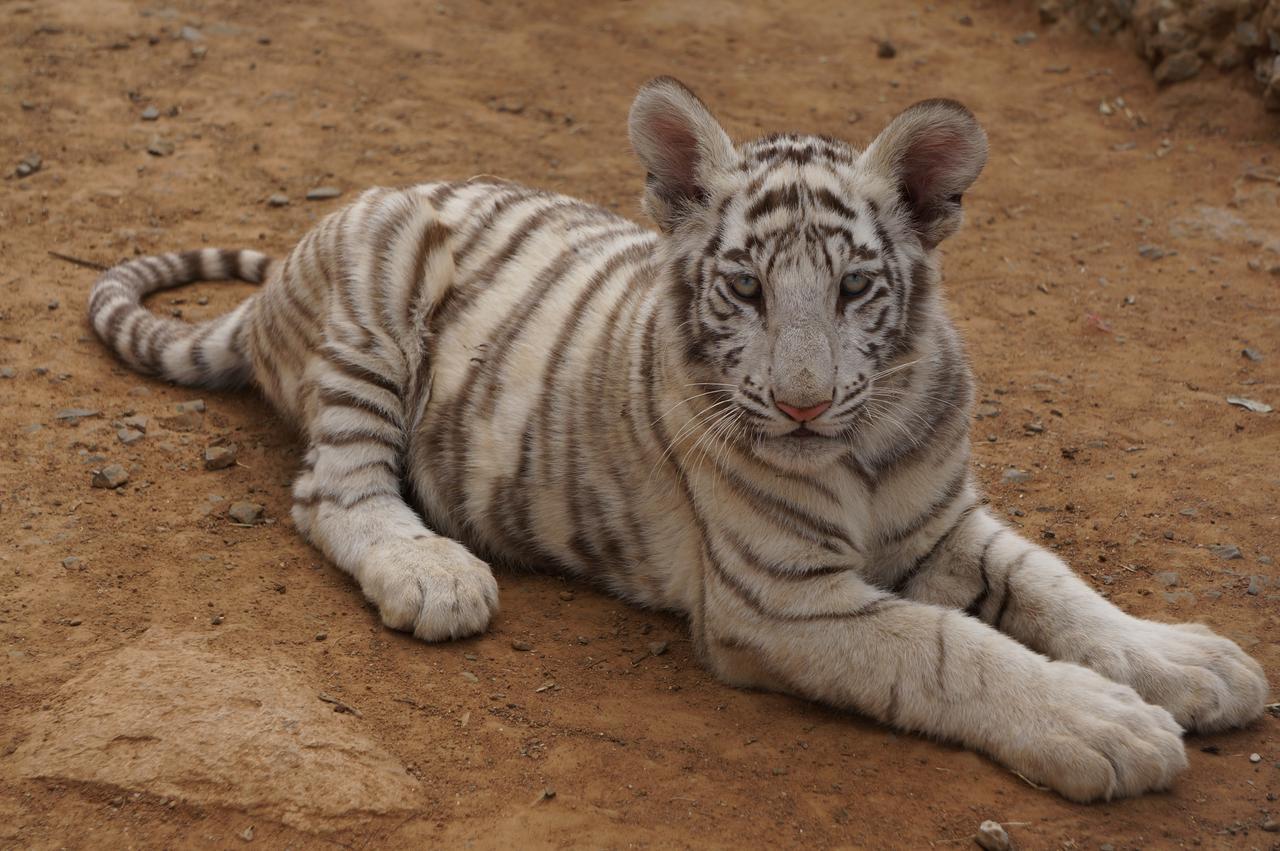 קרונסטד Boskoppie Lion & Tiger Reserve מראה חיצוני תמונה