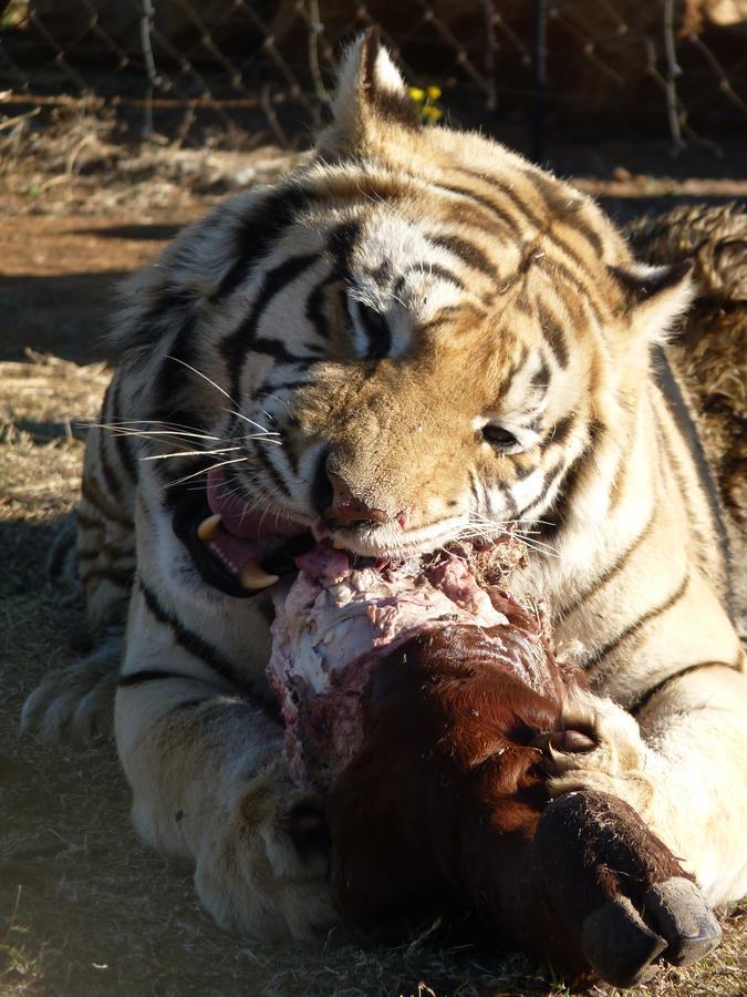 קרונסטד Boskoppie Lion & Tiger Reserve מראה חיצוני תמונה