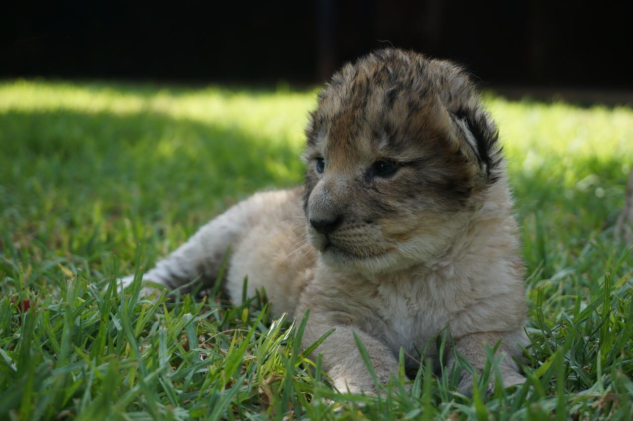 קרונסטד Boskoppie Lion & Tiger Reserve מראה חיצוני תמונה