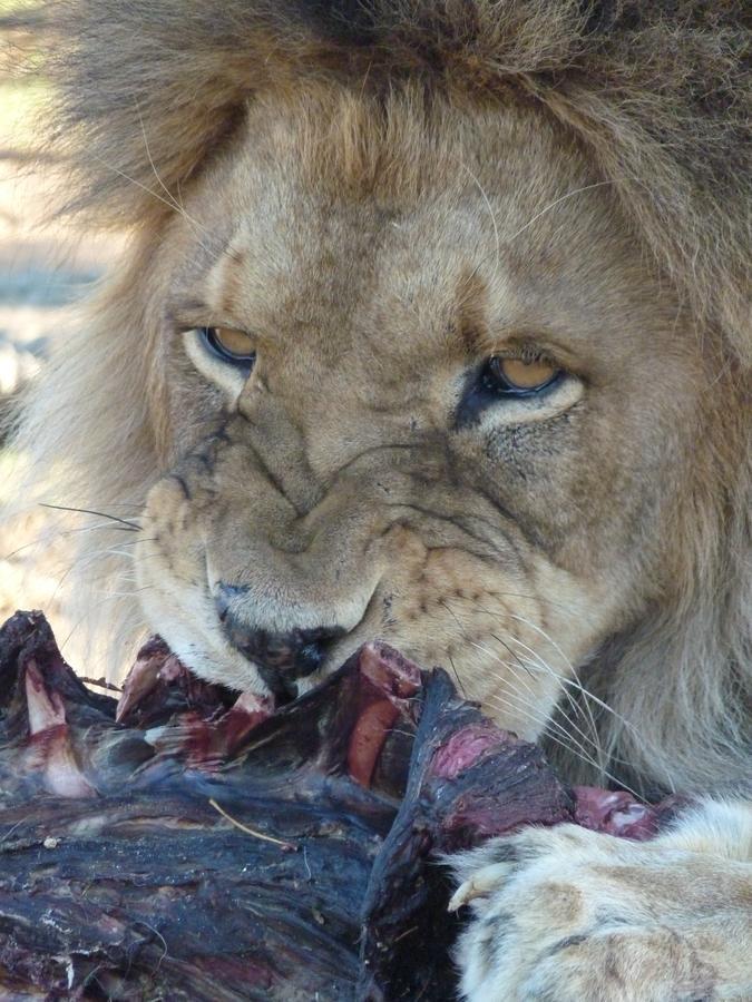 קרונסטד Boskoppie Lion & Tiger Reserve מראה חיצוני תמונה