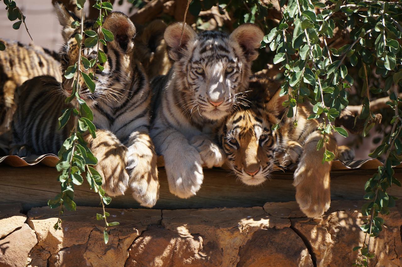 קרונסטד Boskoppie Lion & Tiger Reserve מראה חיצוני תמונה