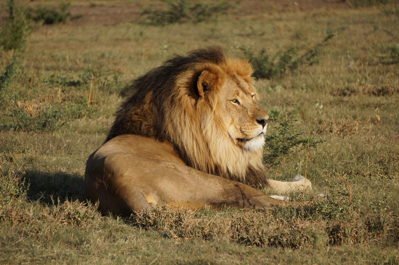 קרונסטד Boskoppie Lion & Tiger Reserve מראה חיצוני תמונה